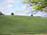 A grain field (524x)