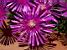 A flower in the garden (600x)