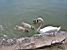 A swan with cygnets (166x)