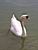 A swan (348x)