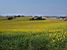Sunflowers as far as you can see (740x)