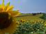 A field of sunflowers (2) (741x)