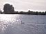 A swan on the lake (388x)