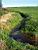 A ditch (500x)