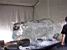 Ice sculpture of a cow (494x)