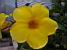 A beautiful yellow flower (431x)