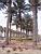 Palm trees and cactusses (283x)