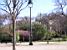Blossom between other trees in the Parc du Champs de Mars (556x)