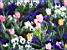 A sea of flowers!! (362x)