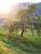 A blossom tree in front of the shining sun (495x)