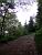 A path in the forest (390x)
