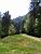 An abandoned forest road (315x)