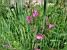 Pink flowers (335x)