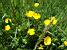 Butter flowers (439x)