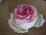 A rose (582x)