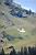 La vache du Grand Bornand sur le Col de la Colombière (278x)