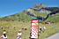 Des vaches sur le Cormet de Roselend (425x)