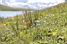 Flowers at the Lac de l'Ouillette in Val d'Isre (1) (550x)