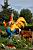 Un coq  Mazamet pour le Concours de dcoration (366x)