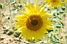 Un tournesol  l'endroit de notre pique-nique du midi (386x)