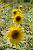 Un champ de tournesols  l'endroit de notre pique-nique du midi (396x)