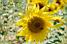 Un tournesol  l'endroit de notre pique-nique du midi (2) (397x)