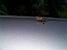 Grasshopper II (360x)