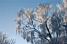 A white weeping willow! (431x)
