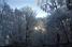 The sun shining through the trees! (207x)