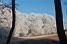 The white trees (380x)