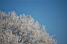 White frost ... and a blue sky! (372x)