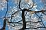A complicated tree (367x)