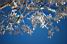 The blue sky behind the white branches (356x)