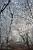 A forest path (385x)