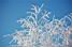 White branches and a bleu sky (381x)