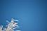 White branches and a bleu sky (2) (312x)