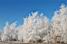 A wintery forest (374x)