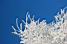 White branches and a bleu sky (3) (390x)