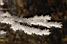 Detail: frost flowers on a branch (243x)
