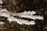 Detail: frost flowers on a branch (414x)
