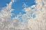 Blue sky behind the white forest (594x)