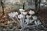 White frosted flower (567x)