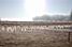 White frosted wire (812x)
