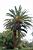 Des palmiers (166x)
