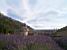 The abbey of Sénanque and its lavender garden II (352x)