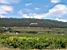Vacqueyras et ses vins: like in Hollywood :-) (346x)