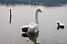 A swan in the Lake of Varese (547x)
