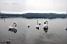 Swans in the Lake of Varese (572x)