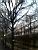 Un arbre aux Jardins de Tuileries (135x)