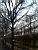 A tree in the 'Jardins de Tuileries' (260x)